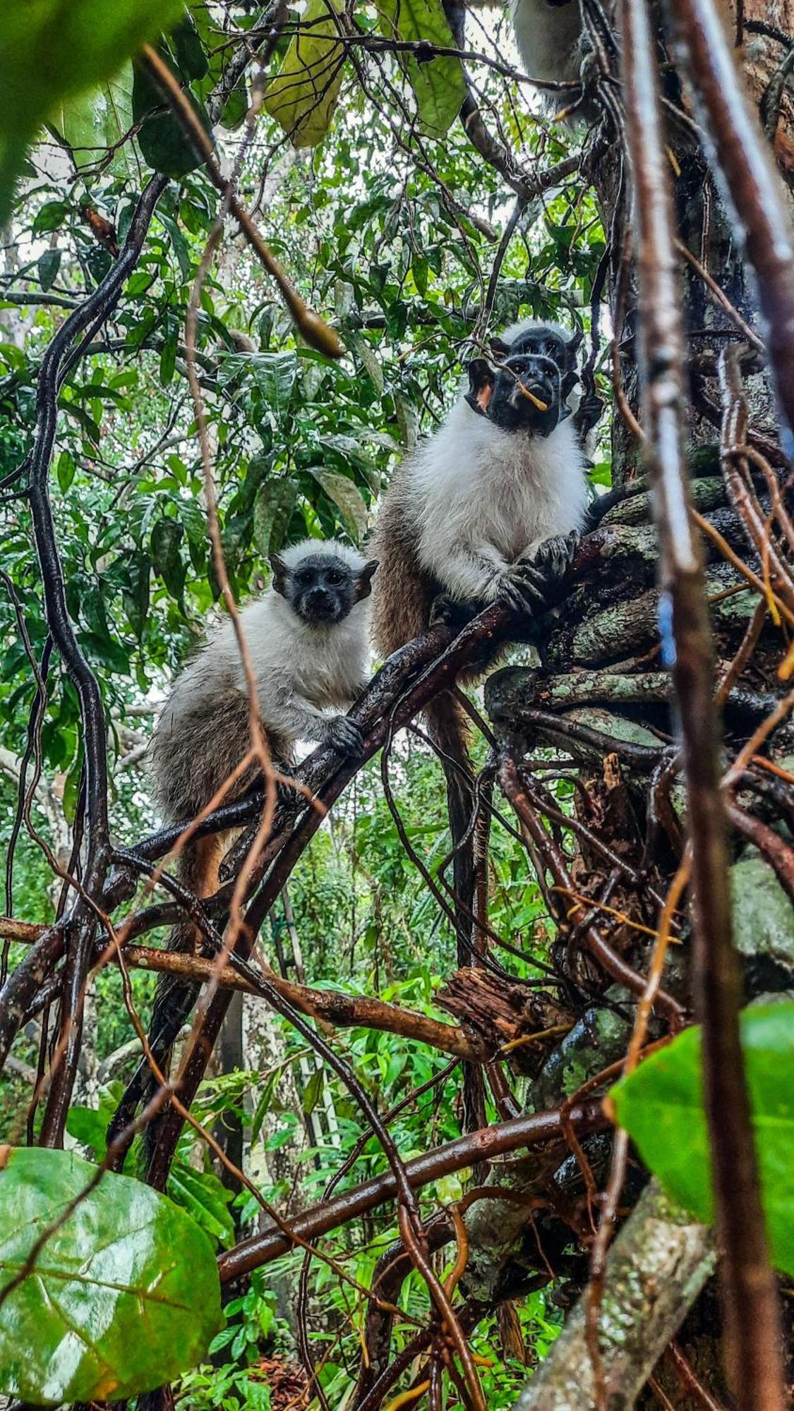 Floresta Zen - Pousada Xamanica Манаус Номер фото